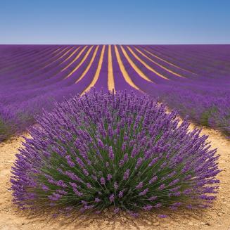 Eucalyptus Gel s kostihojom &ndash; &uacute;ľava na svaly, &scaron;ľachy a chrb&aacute;t | 500 ml